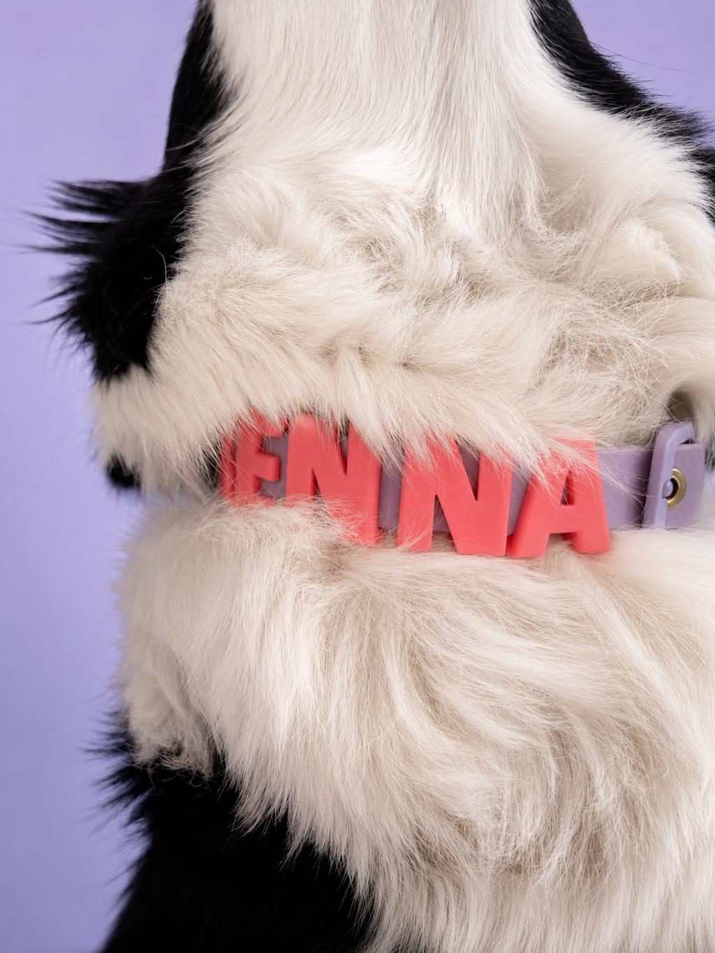 The Urban Collar
