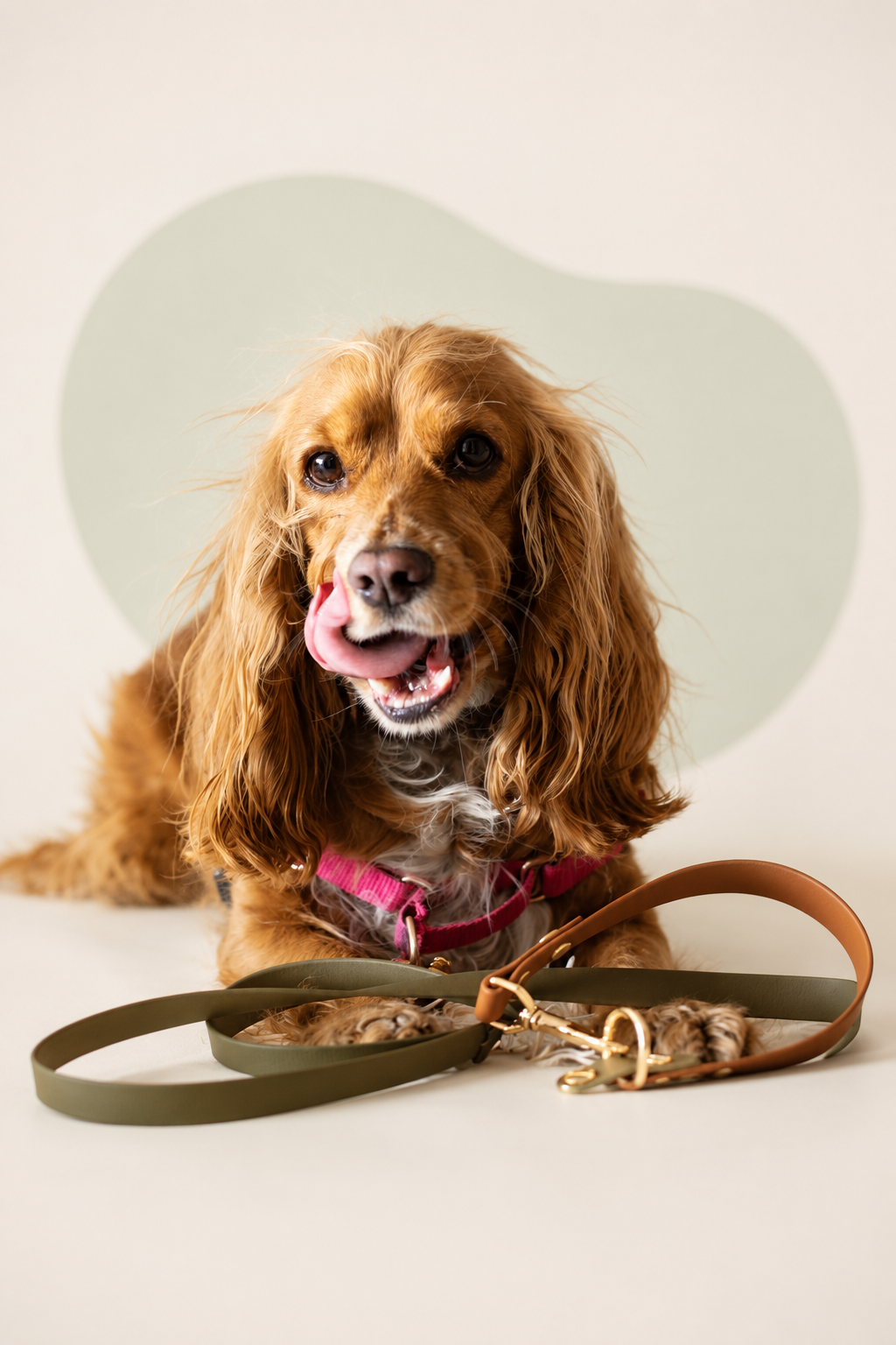 The Urban Leash - 1.6mts